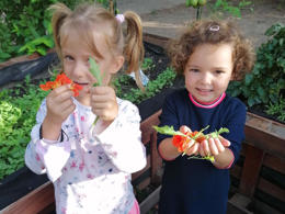 edible garden
