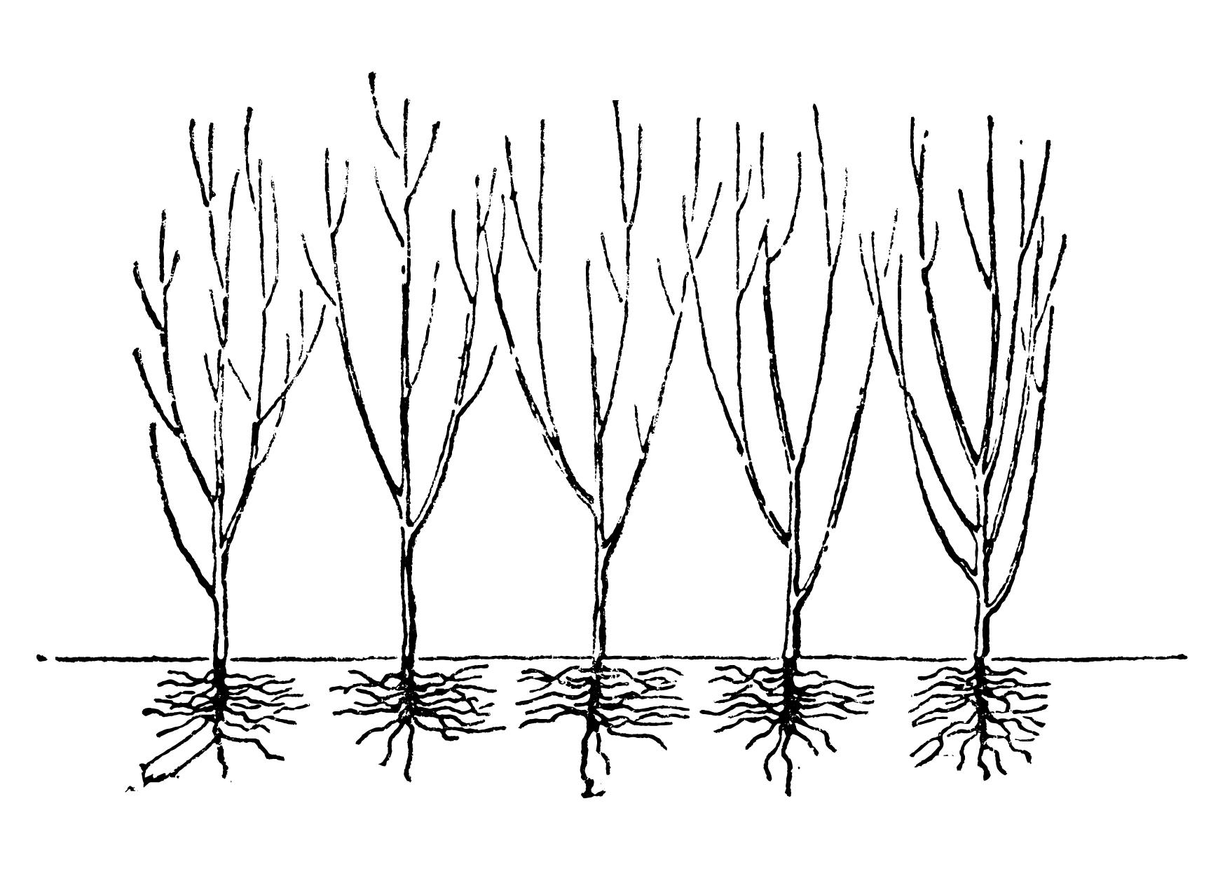 /files/our%20sustainable%20garden/hedge%20_%20zivy%20plot.jpg